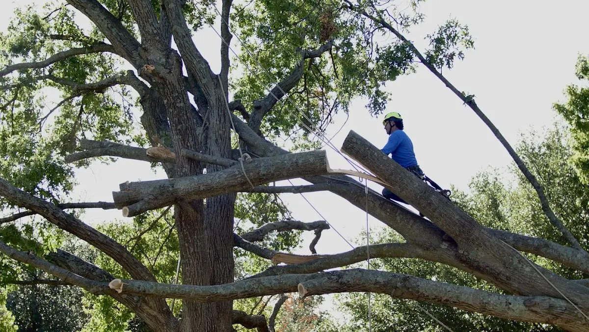 Professional Hazardous Tree Removal performed by certified arborists in Teaneck