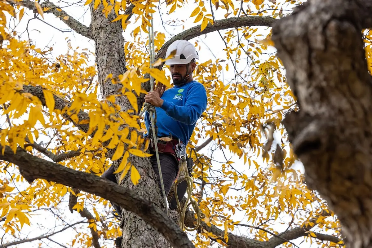 Skilled Dead Tree Removal crew working in Teaneck