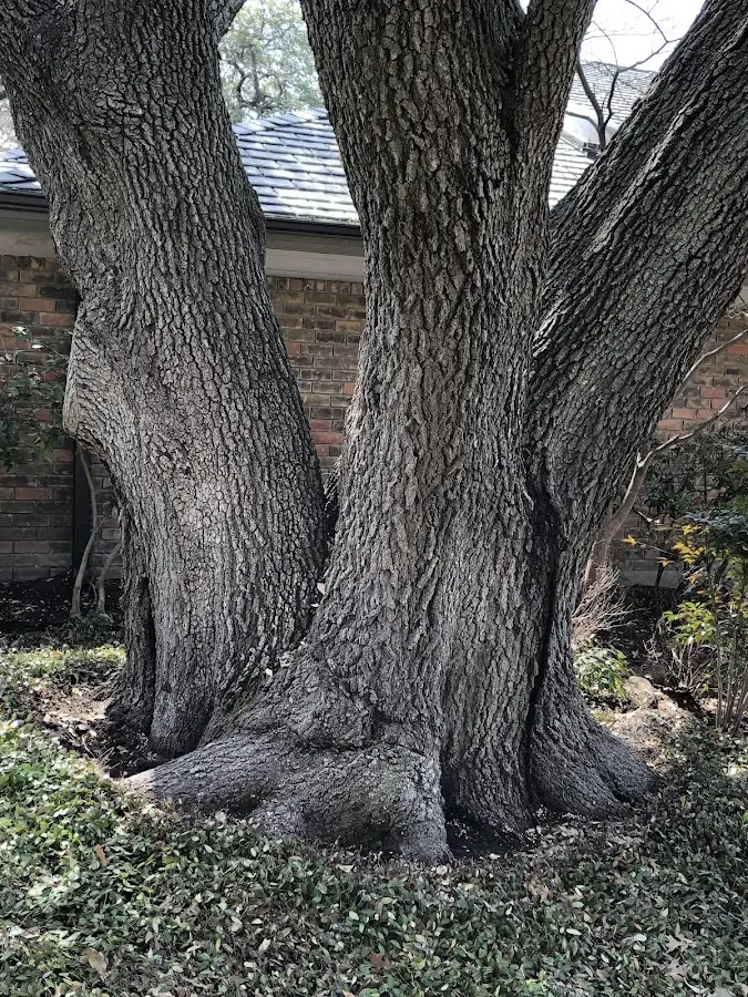 Mature heritage tree close to a Teaneck property cared for by certified arborists
